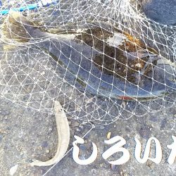 いろいろ釣れた。