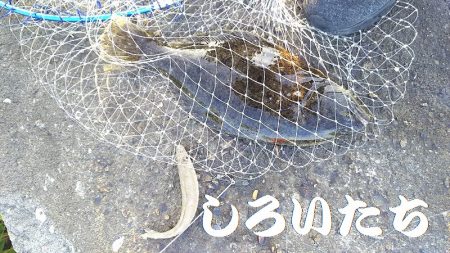 いろいろ釣れた。