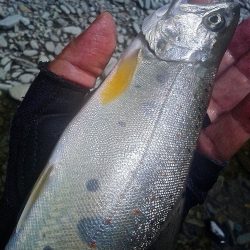 厳しい釣りの中やっと出た今季最大アマゴ