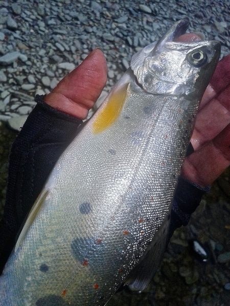 厳しい釣りの中やっと出た今季最大アマゴ