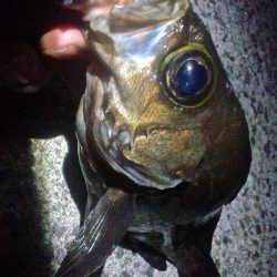 おきそが戻ってきた！