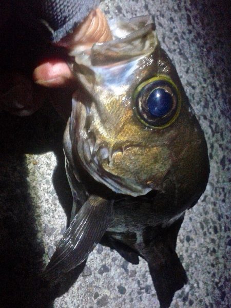 おきそが戻ってきた！