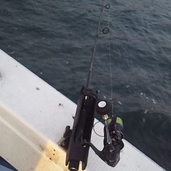 アジよりマダイ