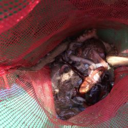 明石タコ   釣果