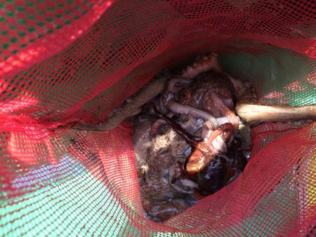 明石タコ   釣果