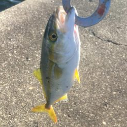 アジが入ればサゴシ好調