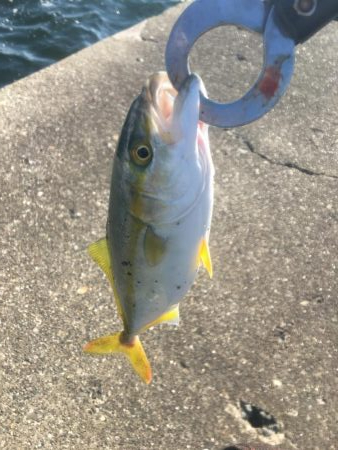 アジが入ればサゴシ好調