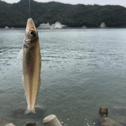 三日連続のキス釣り·····嬉しい魚も