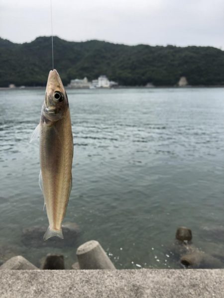 三日連続のキス釣り·····嬉しい魚も