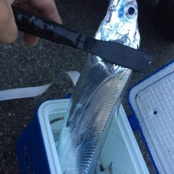 タッチ〜 ライトショア フラットフィッシュ