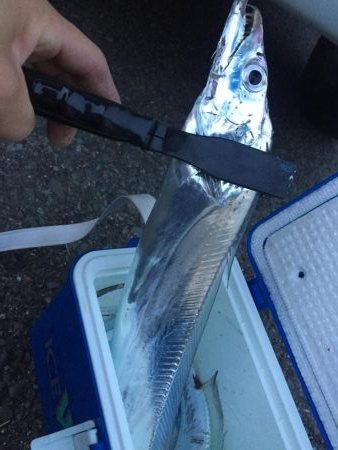 タッチ〜 ライトショア フラットフィッシュ