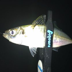 小雨アジング！