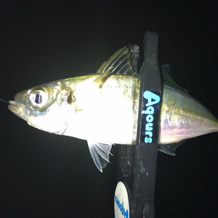 小雨アジング！