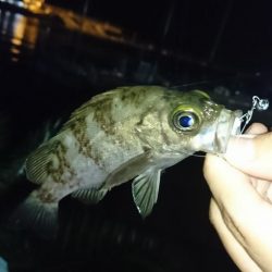 メバリング・明石港リベンジ