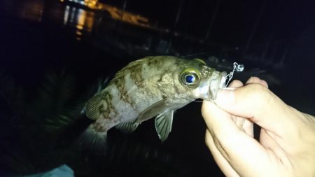 メバリング・明石港リベンジ