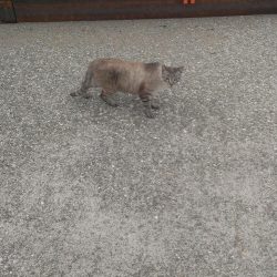 グレ開幕も貧果