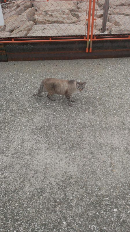 グレ開幕も貧果