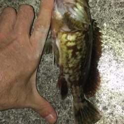 とりあえずガシラ