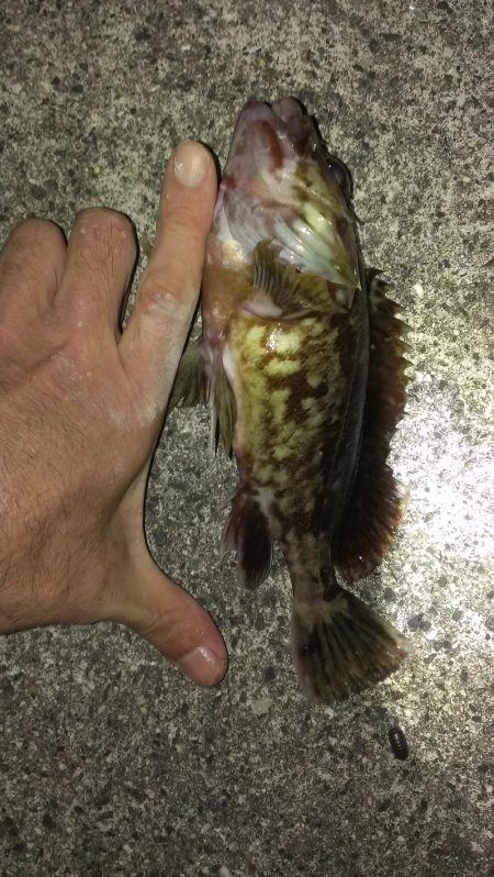 とりあえずガシラ