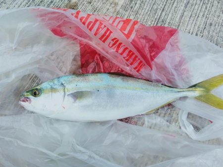 ショアジンギング