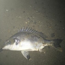 2019 キビレ調査NO、5