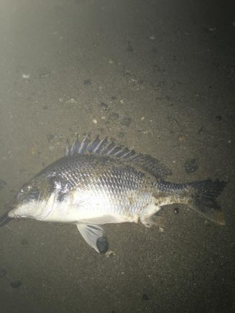 2019 キビレ調査NO、5