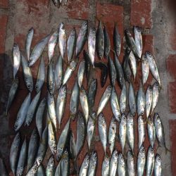 豆アジ、コサバ大漁