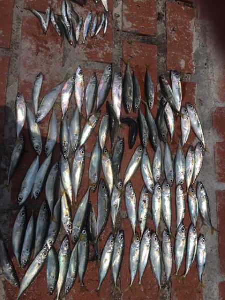 豆アジ、コサバ大漁