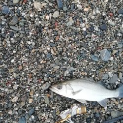 ライトショアジギング