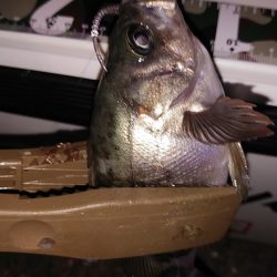 メバルは釣れるけどアオリは…