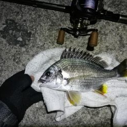 南港カモメ大橋 釣行 (超小雨ヘチ釣り、キビレチヌ45cm 他釣果有り)