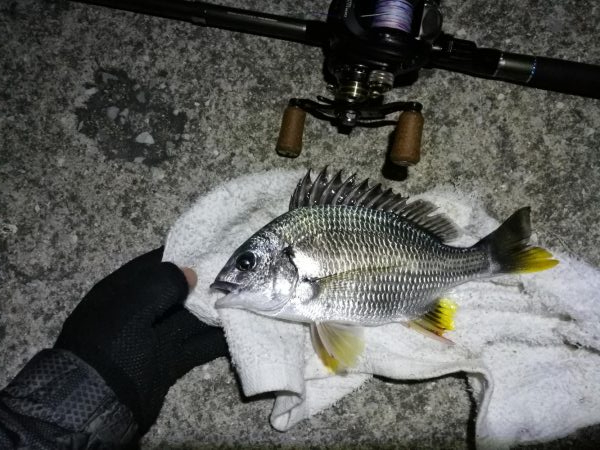 南港カモメ大橋 釣行 (超小雨ヘチ釣り、キビレチヌ45cm 他釣果有り)