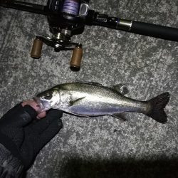 南港カモメ大橋 釣行 (ヘチ短時間で好調果キビレチヌ39cm 他釣果有り)