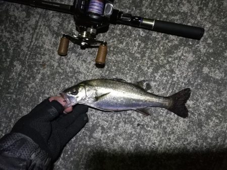 南港カモメ大橋 釣行 (ヘチ短時間で好調果キビレチヌ39cm 他釣果有り)