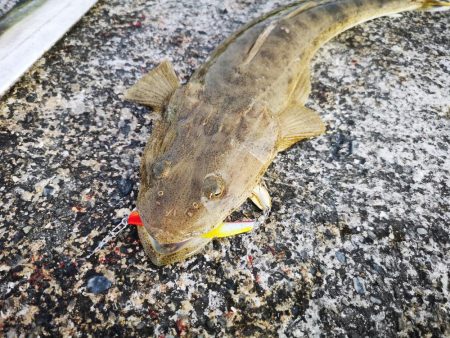 久しぶりの釣果で太刀魚