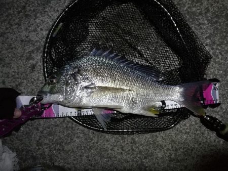 南港カモメ大橋 釣行 （雨降り前にヘチ釣り…