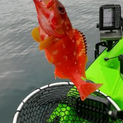 カヤックフィッシングで爆釣!