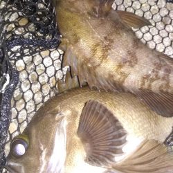 アジ鯵メバルアコウ