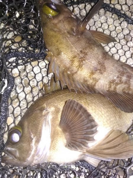 アジ鯵メバルアコウ