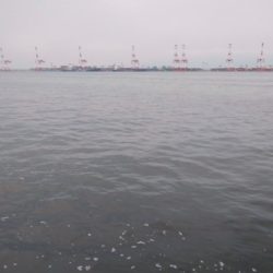 最近人気のツバス釣り