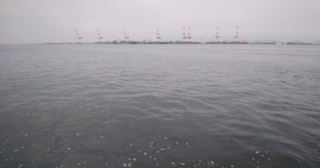 最近人気のツバス釣り