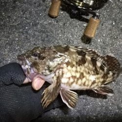 南港カモメ大橋 釣行 (短時間ヘチ釣りでキビレチヌ、シーバス、ガシラ釣果有り)