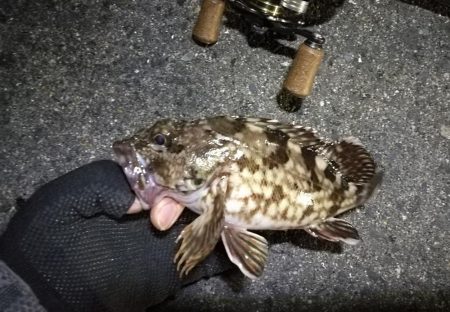 南港カモメ大橋 釣行 (短時間ヘチ釣りでキビレチヌ、シーバス、ガシラ釣果有り)