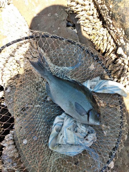 イサキ・尾長・コツパ多数・・