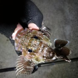 南港カモメ大橋 釣行 (雨天後のヘチ釣行~ キビレチヌ、シーバス、ガシラ釣果有り)