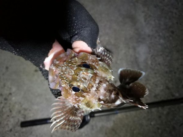 南港カモメ大橋 釣行 (雨天後のヘチ釣行~ キビレチヌ、シーバス、ガシラ釣果有り)