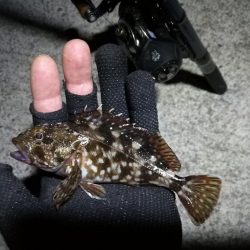 コスモ公園釣行 （コスモ周辺は厳重警戒体制だったが、真チヌとガシラ釣果！）