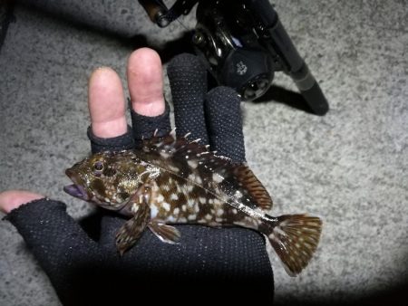 コスモ公園釣行 （コスモ周辺は厳重警戒体制だったが、真チヌとガシラ釣果！）