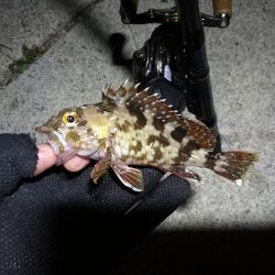 南港カモメ大橋 釣行 （夏至前の夜釣行 キビレチヌ、ガシラ釣果有り）