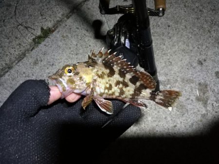 南港カモメ大橋 釣行 （夏至前の夜釣行 キビレチヌ、ガシラ釣果有り）